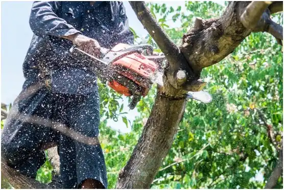 tree services Lake Morton-Berrydale